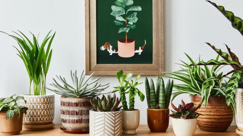 მცენარეები