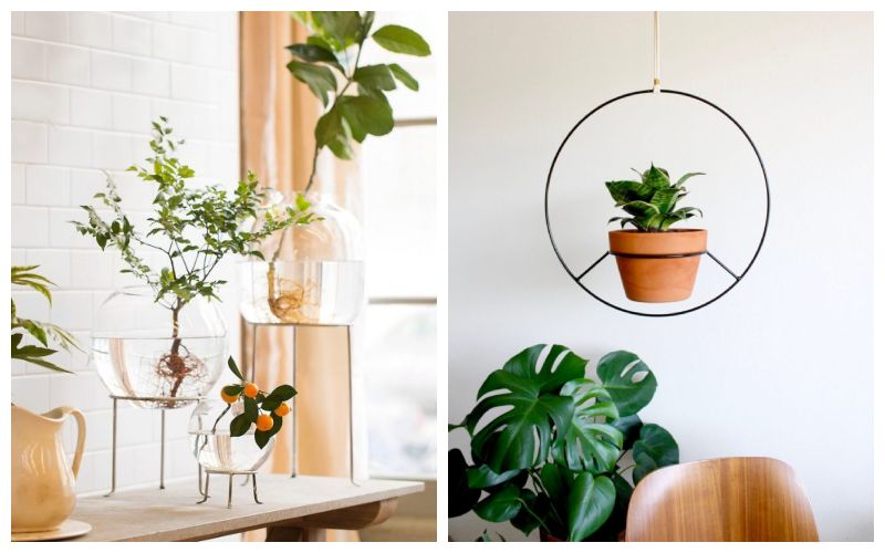 მცენარეები