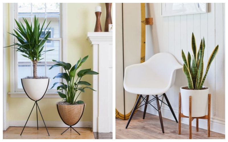 მცენარეები